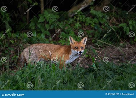 Red Fox - Vulpes Vulpes, Beautiful Popular Carnivores Stock Image ...
