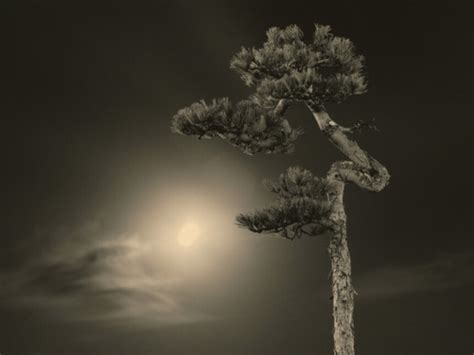 Masao Yamamoto | Meer