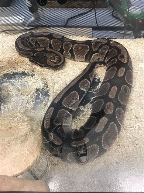 Ball Python Pregnancy 的图像结果