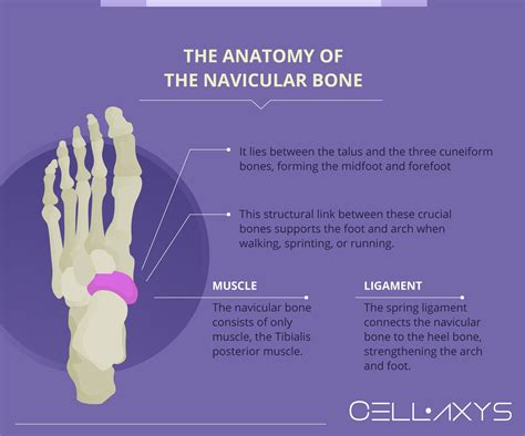Navicular Bone