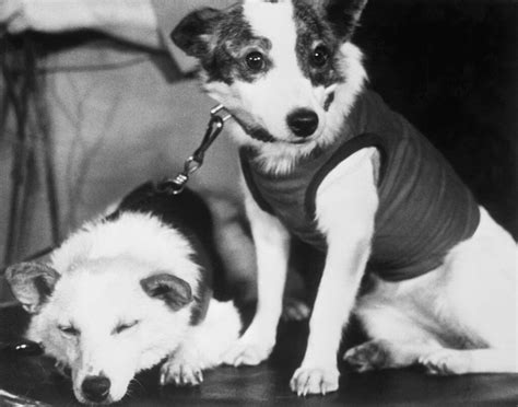 Belka y Strelka, las primeras perritas que fueron al espacio y ...