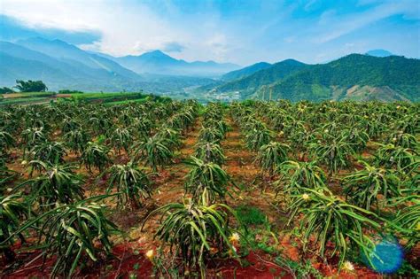 攀枝花 干热河谷中的 热带水果王国 | 中国国家地理网