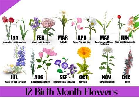 Birthstone zodiac signs flowers 60 photos - Astrologytoyou.com