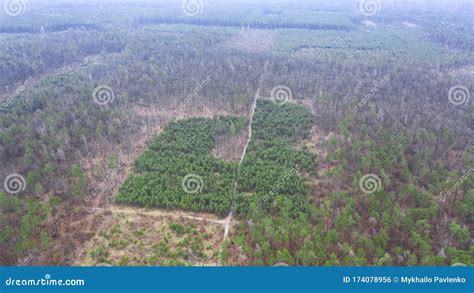 Image result for Felling Tree On Slope