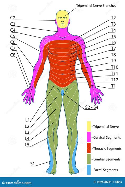 BOARD 1 Dermatomes And Cutaneous Nerve Territories Anterior Stock Image | CartoonDealer.com ...