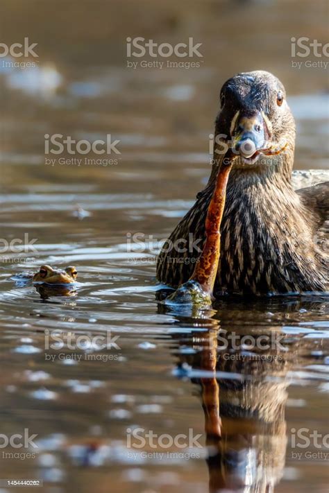 Image result for Toad Eating Duck