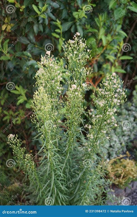 Erigeron Canadensis, Syn. Conyza Canadensis, is a Herbaceous Plant, a Species of the Genus ...