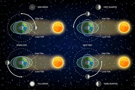 Curious Kids: How does the Moon, being so far away, affect the tides on ...