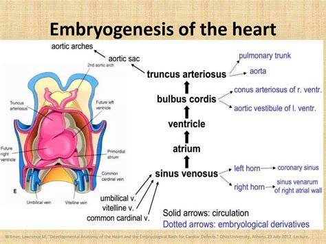 The boot shaped heart sign | PPTX