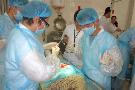 动物医学院成功举办第四届“生泰尔杯”手术技能大赛-学院 动物医学院