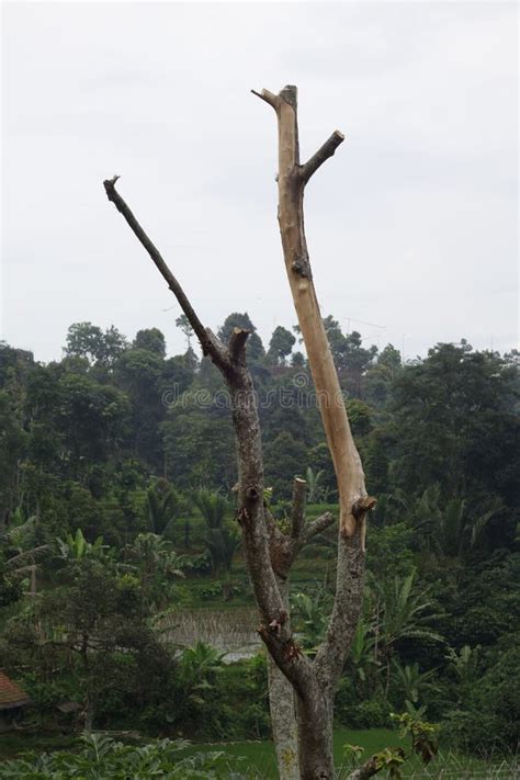 Image result for Avator Tree Fall