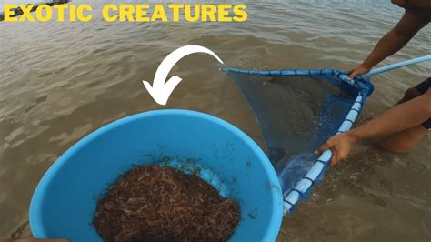 Catching Exotic Fish for Aquarium 的图像结果