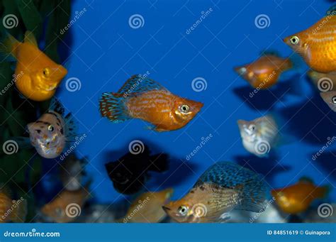 Grupo de Mollies do balão imagem de stock. Imagem de também - 84851619