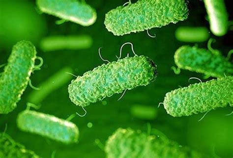 A common indicator organism of water pollution isa)Lemna paucicostatab ...