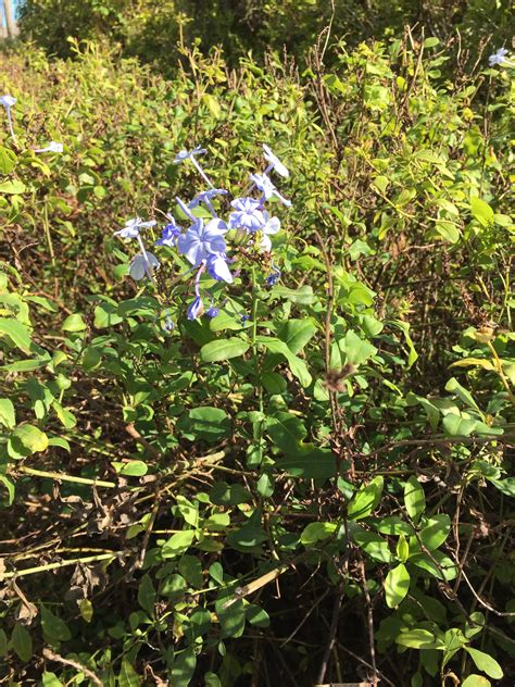Plumbago auriculata - Imperial Blue Cape Plumbago Shrub - Sandy's ...