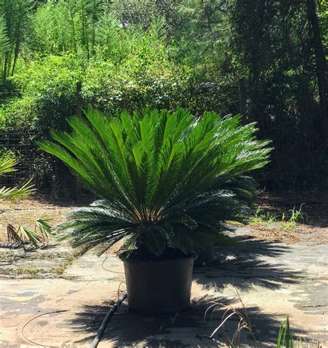 King Sago Palm — Palm Trees Ltd