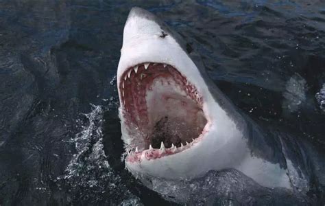 大白鲨（2006年美国发行游戏）_百度百科