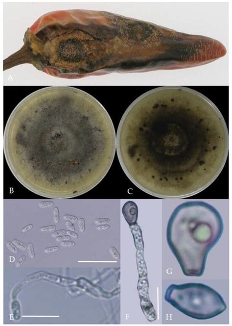 Plants | Special Issue : Identification and Characterization of New ...