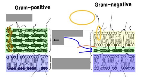 Bacterial Cell Structure 的图像结果