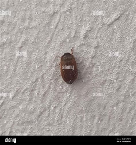 Brown Carpet Beetle (Attagenus smirnovi Stock Photo - Alamy