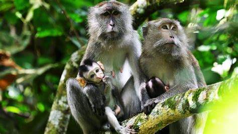 National Parks in Malaysia To Explore The Wildlife & Rainforest Magic 2024
