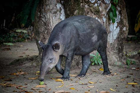 Tapir Are They Endangered