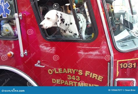 Why Are Dalmatians Fire Dogs