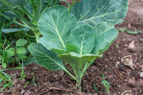 » Collard Greens Vs Kale: What's the Difference And How To Tell Them Apart