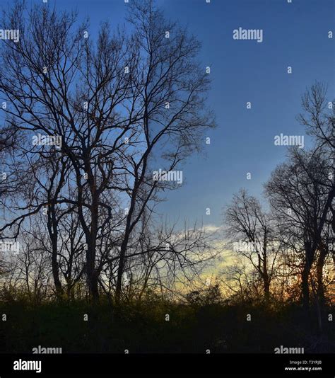 Dusk Sunset views through winter tree branches by Opryland along the ...