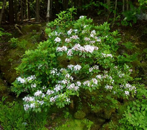 Mountain Laurel Plant