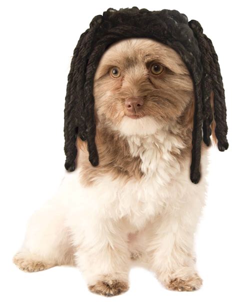 Dog With Dreadlocks