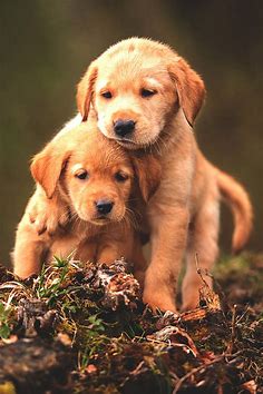 Cute baby animal dogs wallpaper | 1440x2160 | 798344 | WallpaperUP