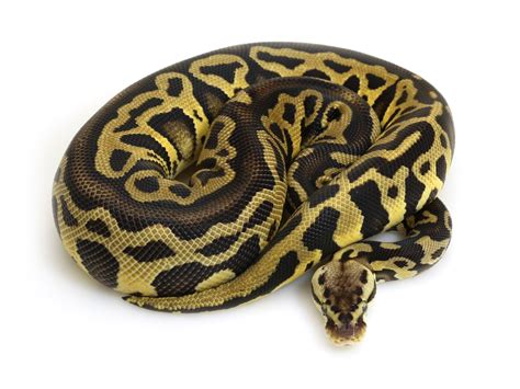 Leopard Python 的图像结果