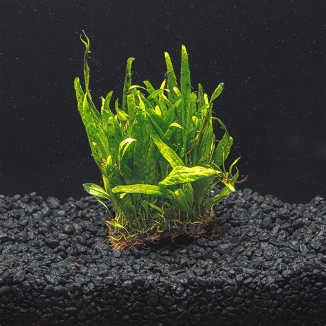 Java Fern Small Leaves at Tip 的图像结果