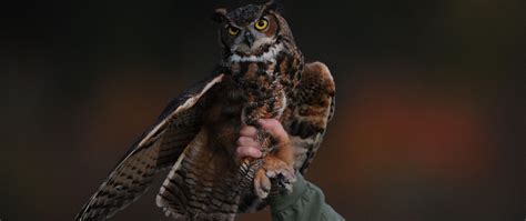 Download wallpaper 2560x1080 owl, bird, predator dual wide 1080p hd ...