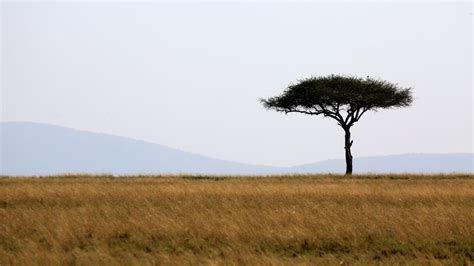 Wallpaper tree, savanna, africa, safari, nature hd, picture, image