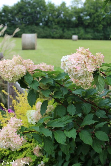 Gardening With Limelight & Vanilla Strawberry Hydrangeas