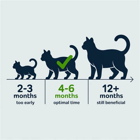 When Is Best Time To Neuter Cat