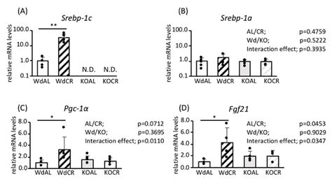 Srebp-1c/Fgf21/Pgc-1α Axis Regulated by Leptin Signaling in Adipocytes ...