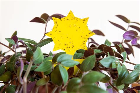 How to Get Rid of Fungus Gnats in Plants