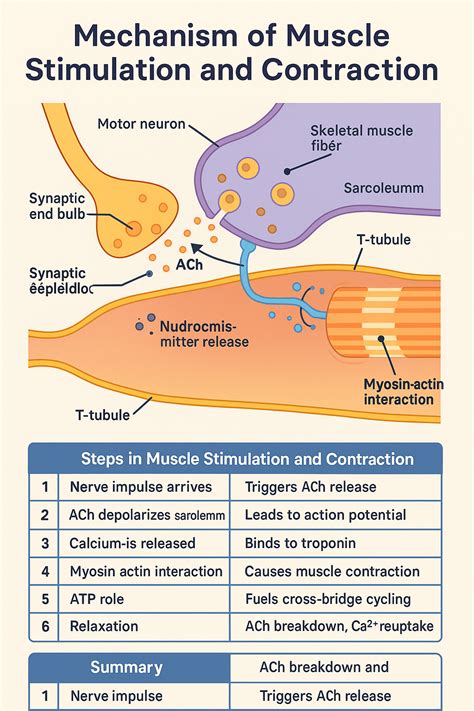Mechanism of Muscle Stimulation and Contraction