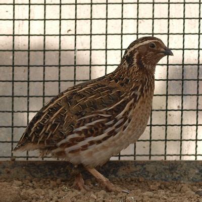 Desi Chicks, Kadaknath chicks, Desi Chicken, Vanraja Chicks, Vanraja ...