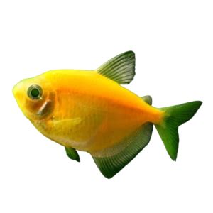 Image result for Core Java Introduction
