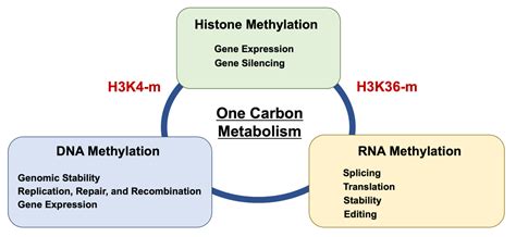 Impact of One-Carbon Metabolism-Driving Epitranscriptome as a ...