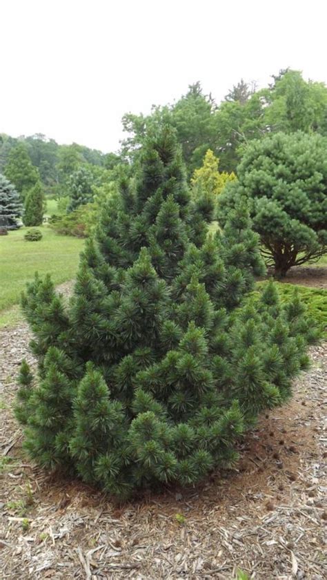Pinus strobus 'Densa' - dense eastern white pine | The Dawes Arboretum