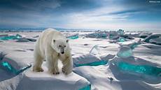 polar backgrounds polar wallpapers hd backgrounds images pics photos polar backgrounds polar wallpapers hd backgrounds images pics photos