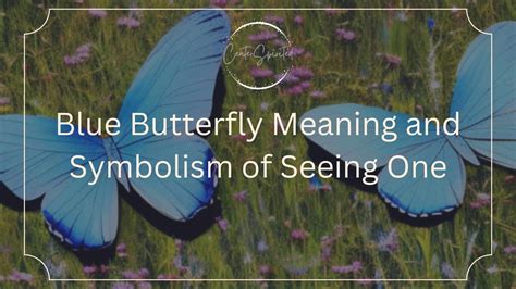 Blue Butterfly Meaning and Symbolism of Seeing One