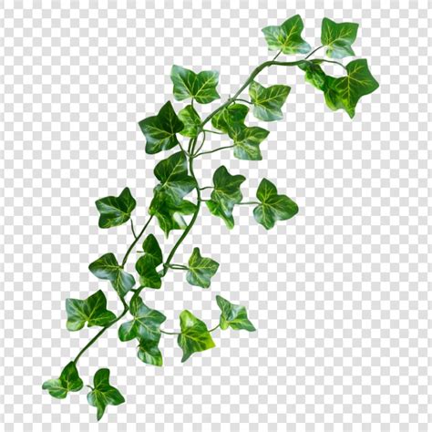 Efeu Png Bilder - Kostenloser Download auf Freepik