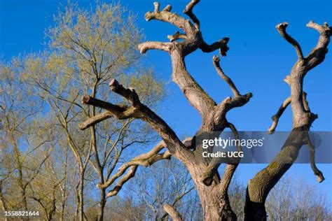 Image result for Two Crossed Trees