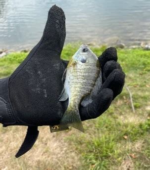 Detrick FMWR hosts 2021 Youth Fishing Rodeo | Article | The United ...